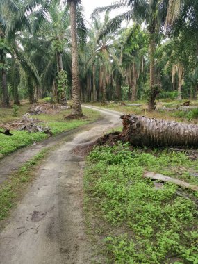 Düşen palmiye ağacı kırsal toprak yolu tıkıyor..