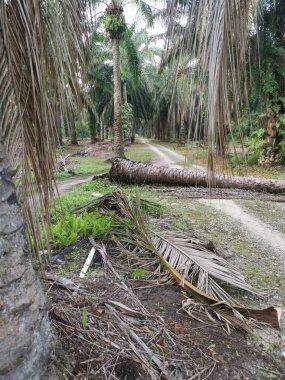 Düşen palmiye ağacı kırsal toprak yolu tıkıyor..