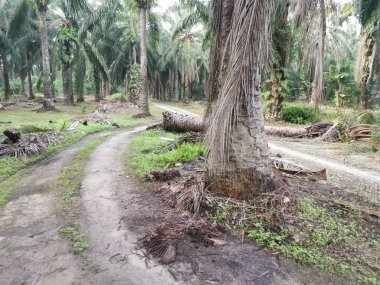 Düşen palmiye ağacı kırsal toprak yolu tıkıyor..