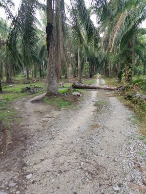 Düşen palmiye ağacı kırsal toprak yolu tıkıyor..