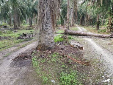Düşen palmiye ağacı kırsal toprak yolu tıkıyor..