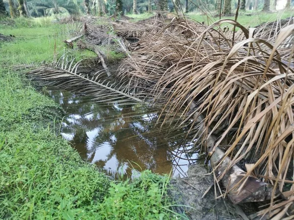Kurumuş palmiye yaprağı ve dallarla dolu su birikintisi..