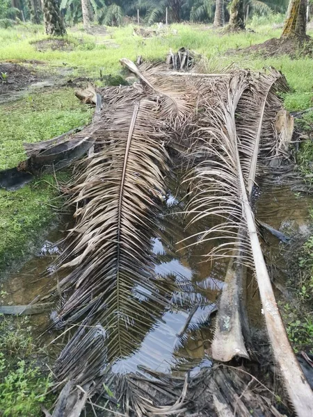 Kurumuş palmiye yaprağı ve dallarla dolu su birikintisi..