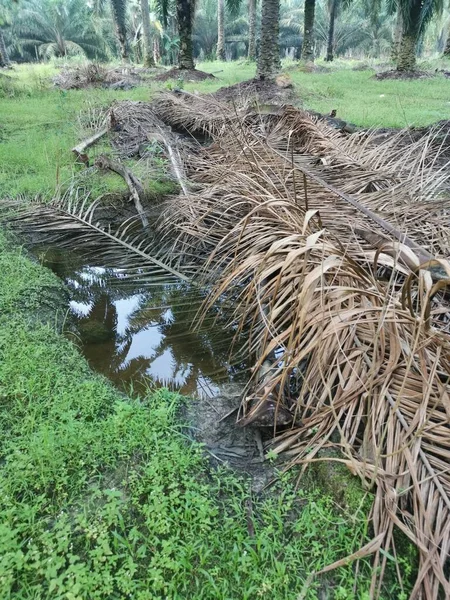Kurumuş palmiye yaprağı ve dallarla dolu su birikintisi..