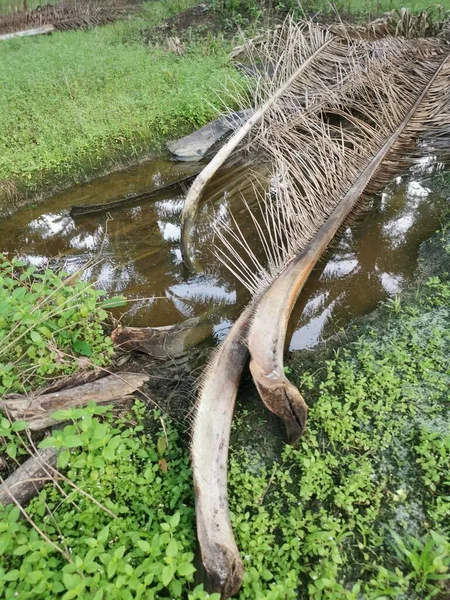 Kurumuş palmiye yaprağı ve dallarla dolu su birikintisi..