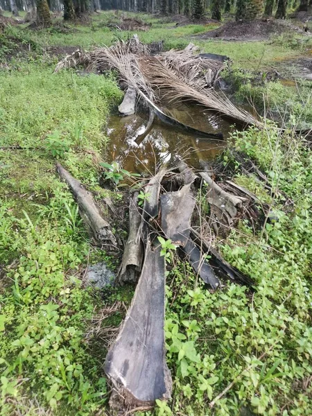 Kurumuş palmiye yaprağı ve dallarla dolu su birikintisi..