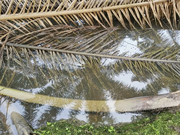 Kurumuş palmiye yaprağı ve dallarla dolu su birikintisi..