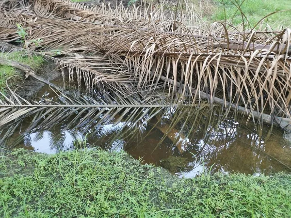 Kurumuş palmiye yaprağı ve dallarla dolu su birikintisi..