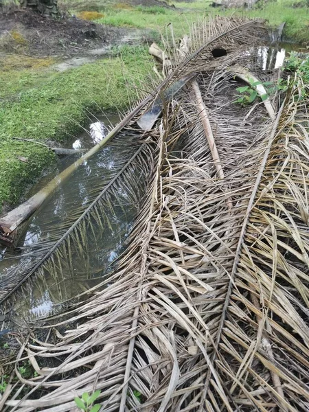 Kurumuş palmiye yaprağı ve dallarla dolu su birikintisi..