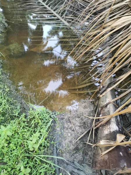 Pozzanghera Riempita Con Olio Secco Foglia Palma Rami — Foto Stock