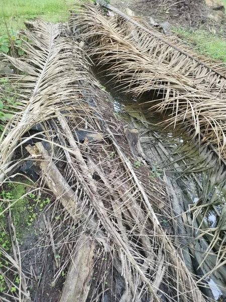 Kurumuş palmiye yaprağı ve dallarla dolu su birikintisi..