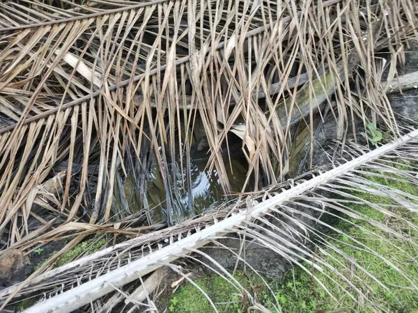 Kurumuş palmiye yaprağı ve dallarla dolu su birikintisi..