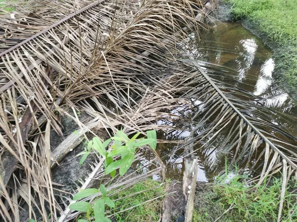 Kurumuş palmiye yaprağı ve dallarla dolu su birikintisi..