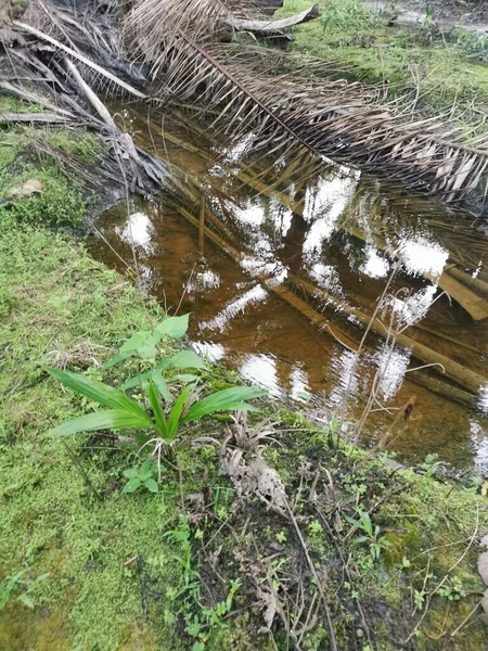 Kurumuş palmiye yaprağı ve dallarla dolu su birikintisi..