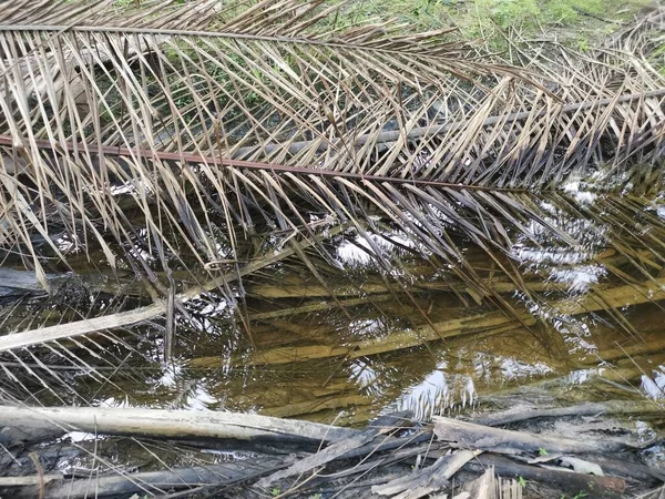Kurumuş palmiye yaprağı ve dallarla dolu su birikintisi..