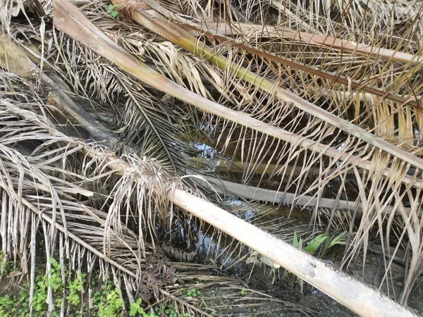 Kurumuş palmiye yaprağı ve dallarla dolu su birikintisi..