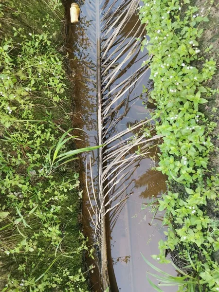Kurumuş palmiye yaprağı ve dallarla dolu su birikintisi..