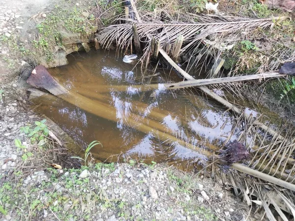 Kurumuş palmiye yaprağı ve dallarla dolu su birikintisi..