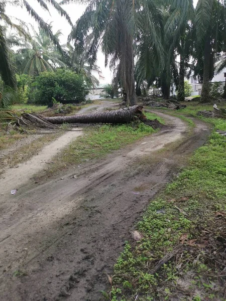 Düşen palmiye ağacı kırsal toprak yolu tıkıyor..