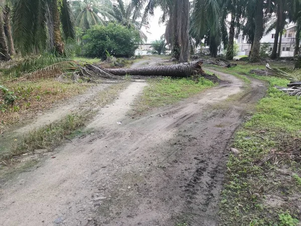 Düşen palmiye ağacı kırsal toprak yolu tıkıyor..