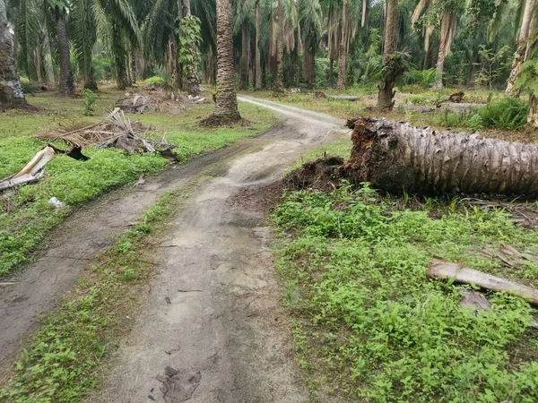 Düşen Palmiye Ağacı Kırsal Toprak Yolu Tıkıyor — Stok fotoğraf