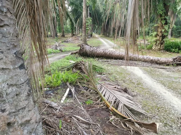 Düşen palmiye ağacı kırsal toprak yolu tıkıyor..