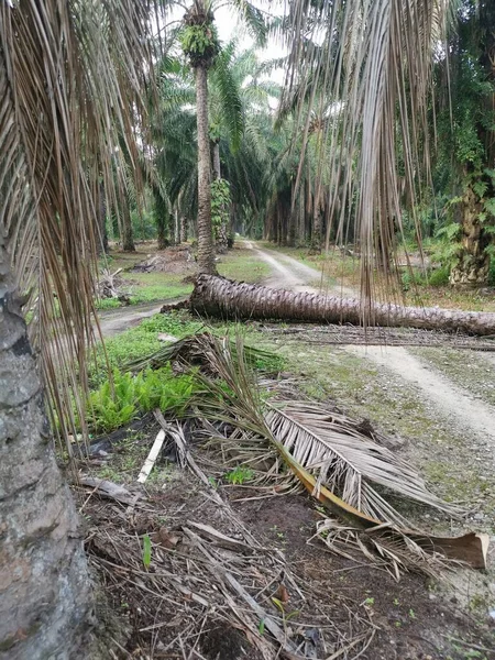 Düşen palmiye ağacı kırsal toprak yolu tıkıyor..