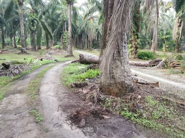 Düşen palmiye ağacı kırsal toprak yolu tıkıyor..