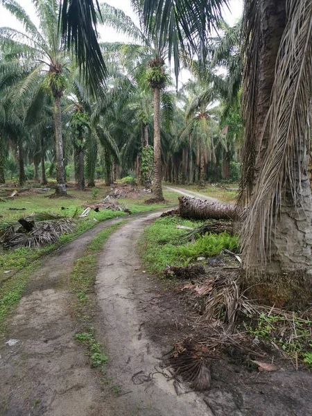 Fallen Palm Träd Blockerar Landsbygden Grusväg — Stockfoto