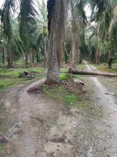 Gevallen Palmboom Blokkeert Landelijk Onverharde Weg — Stockfoto