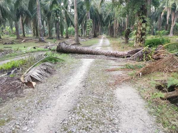 Düşen palmiye ağacı kırsal toprak yolu tıkıyor..