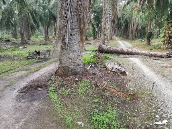 Düşen palmiye ağacı kırsal toprak yolu tıkıyor..