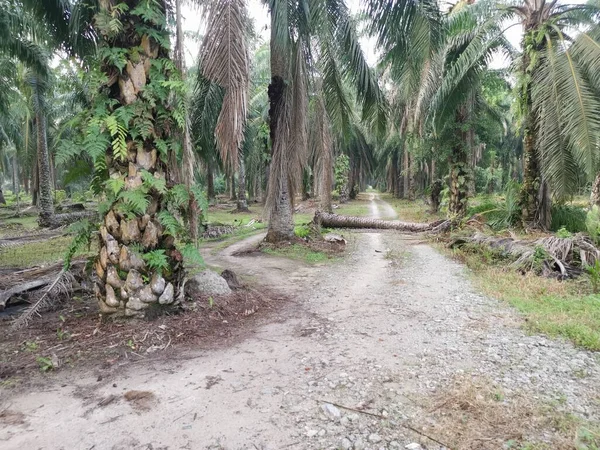 Gevallen Palmboom Blokkeert Landelijk Onverharde Weg — Stockfoto