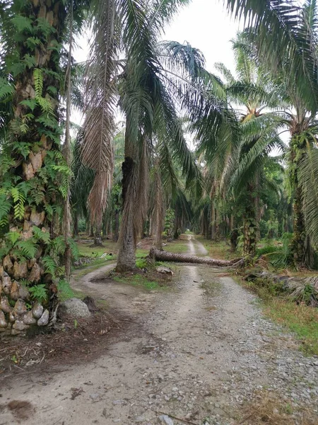 Düşen palmiye ağacı kırsal toprak yolu tıkıyor..