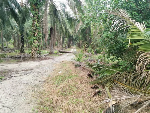Düşen palmiye ağacı kırsal toprak yolu tıkıyor..