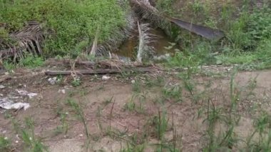 Çürümüş palmiye yaprağı ve dallarla dolu drenaj..