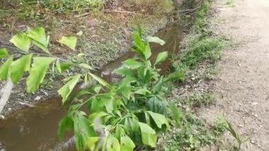 Çürümüş palmiye yaprağı ve dallarla dolu drenaj..