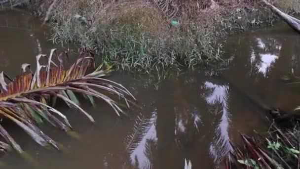 Odvodnění Naplněné Rozpadlým Palmovým Listem Oleje Větvemi — Stock video