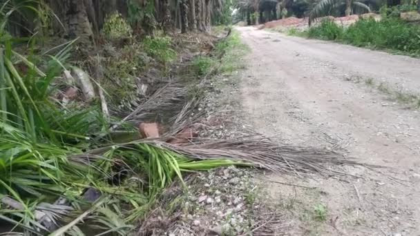 Drenagem Preenchida Com Folha Palma Óleo Deteriorado Ramos — Vídeo de Stock