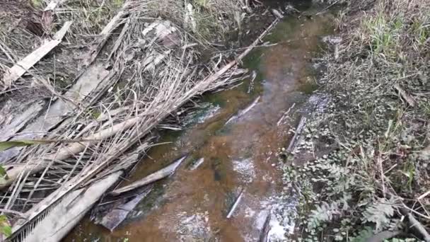 Entwässerung Gefüllt Mit Verfaulten Ölpalmenblättern Und Zweigen — Stockvideo