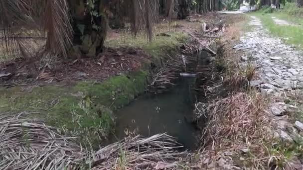 Drenaggio Riempito Con Foglie Rami Palma Olio Decaduti — Video Stock