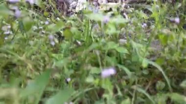 Kirli tarım akıntısı ya da kırsal yol boyunca kanalizasyon.