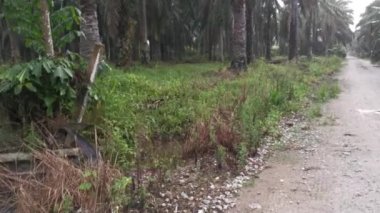 Kirli tarım akıntısı ya da kırsal yol boyunca kanalizasyon.