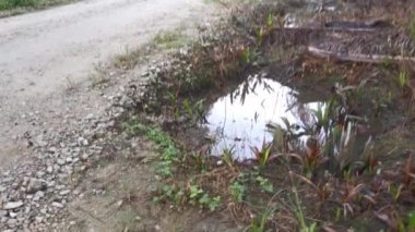 Kirli tarım akıntısı ya da kırsal yol boyunca kanalizasyon.