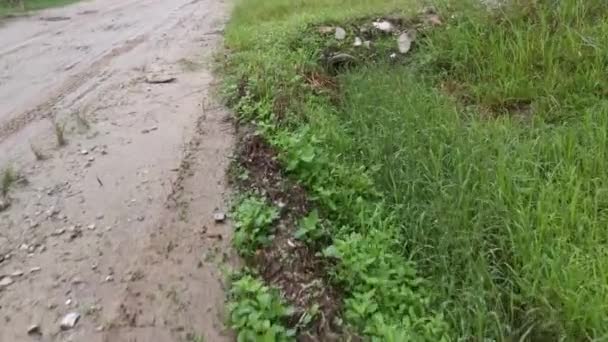 Ruisseau Plantation Sale Drain Long Route Rurale — Video