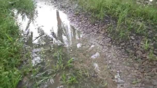 Špinavý Plantážový Potok Nebo Odtok Podél Venkovské Silnice — Stock video