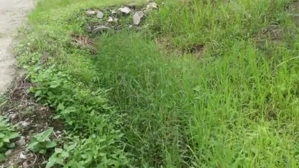 Arroyo Sucia Plantación Drenaje Largo Carretera Rural — Vídeos de Stock