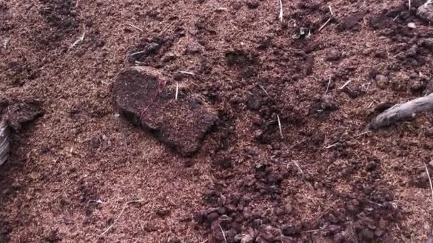 Schmutziger Plantagenbach Oder Abfluss Entlang Der Landstraße — Stockvideo