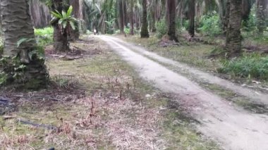 Sokak köpeklerinin sürücüyü kovaladığı uzaklık sahnesi.