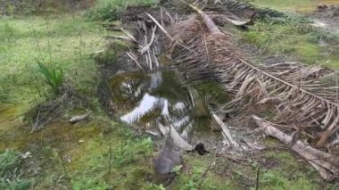 Kurumuş palmiye yaprağı ve dallarla kaplı yağmur suyu havuzu.